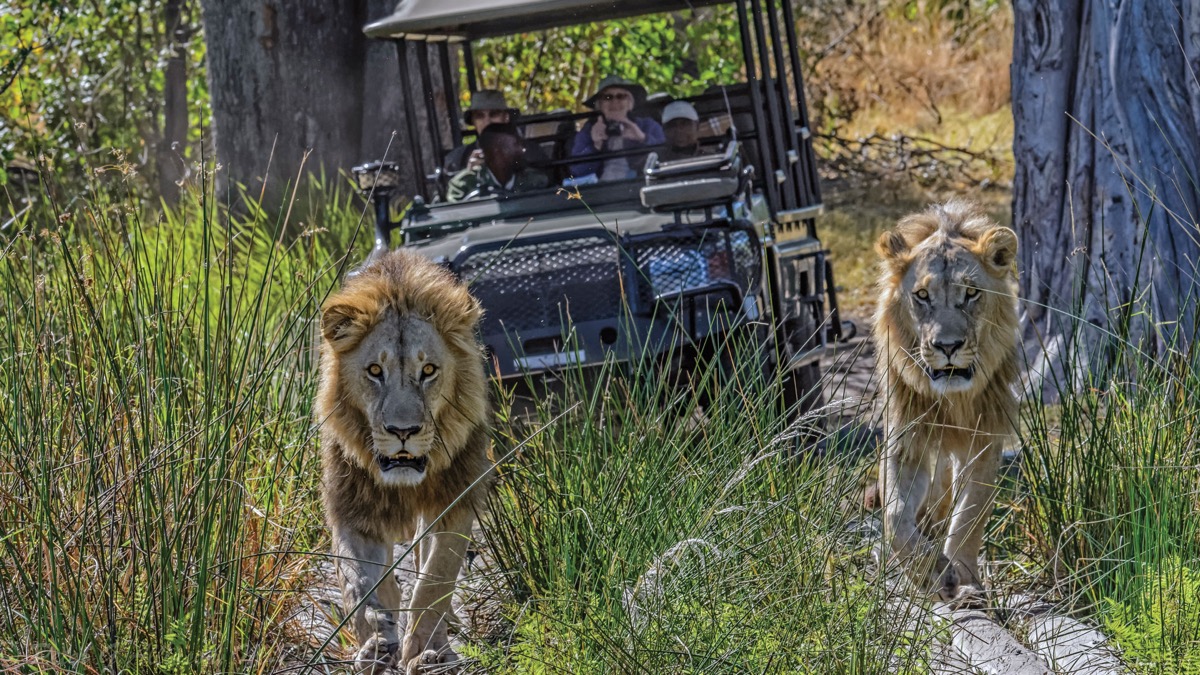 Lions on a game drive in the Okavango Delta, Botswana