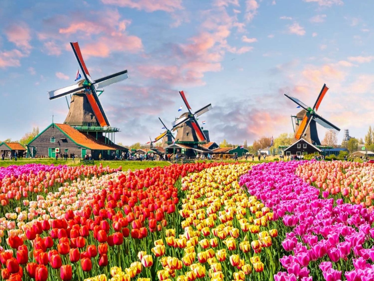 Tulip fields at Keukenhof Gardens, Netherlands