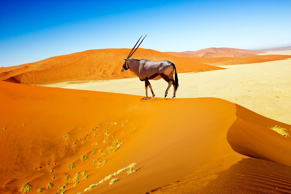 Sossusvlei sand dunes and wildlife in Namibia