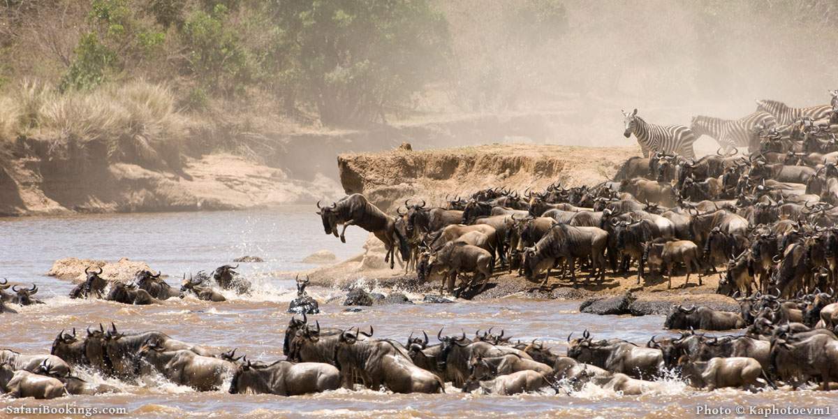 Great Migration river crossing in the Serengeti