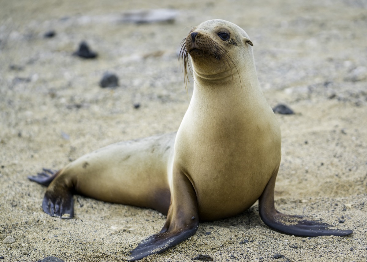 A sea lion rests on a rock in the Galápagos Islands
