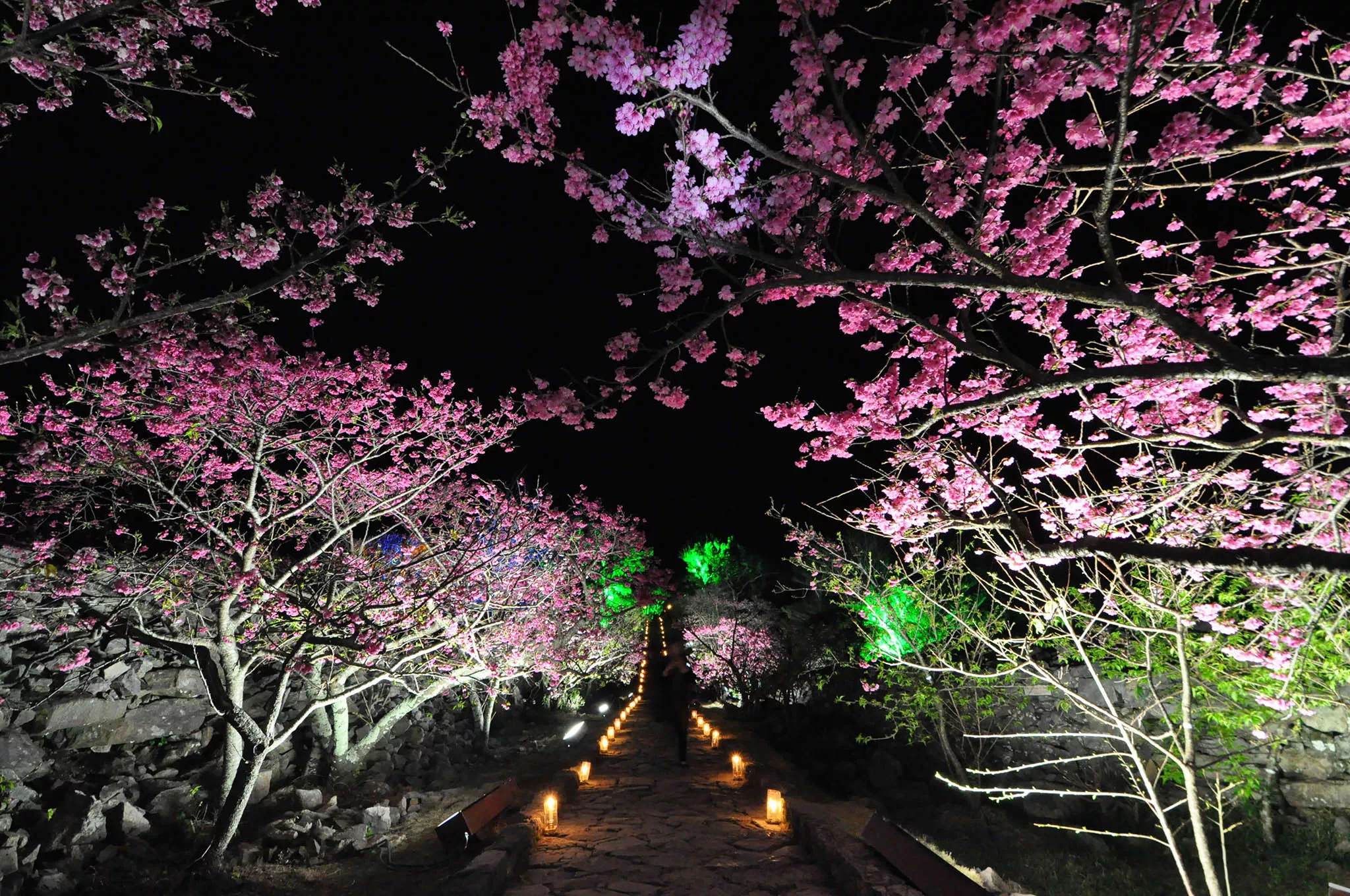 Pink cherry blossoms with the ruins of Nakijin Castle in the background, Okinawa