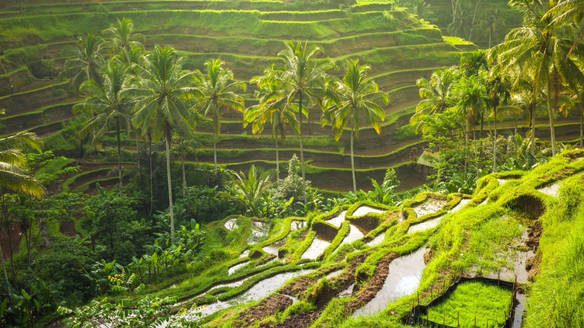 Rice terraces and temple in Bali, Indonesia