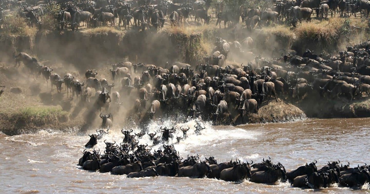 Great Migration wildebeest crossing in the Serengeti, Tanzania