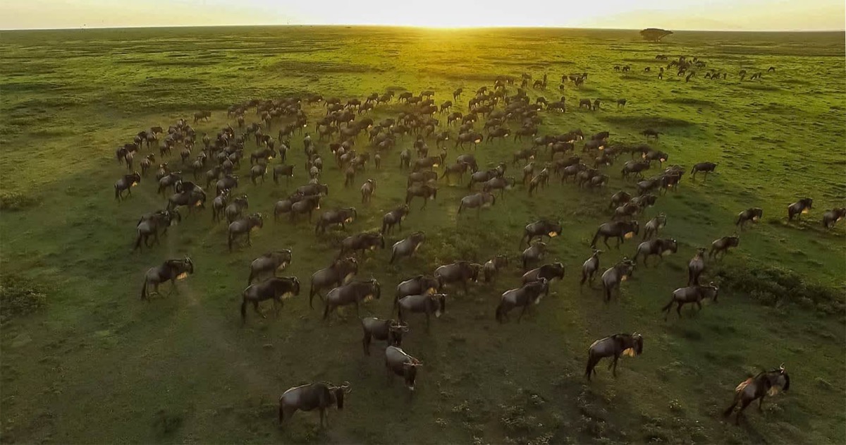 Wildebeest herd on the Serengeti plains, Tanzania