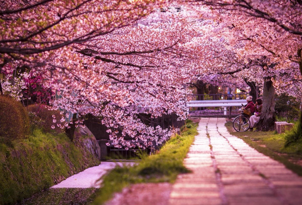 Cherry blossoms line the Philosopher's Path in Kyoto, Japan