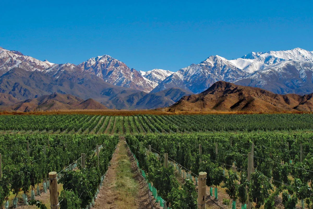 A vineyard in Mendoza, Argentina with the Andes mountains in the background