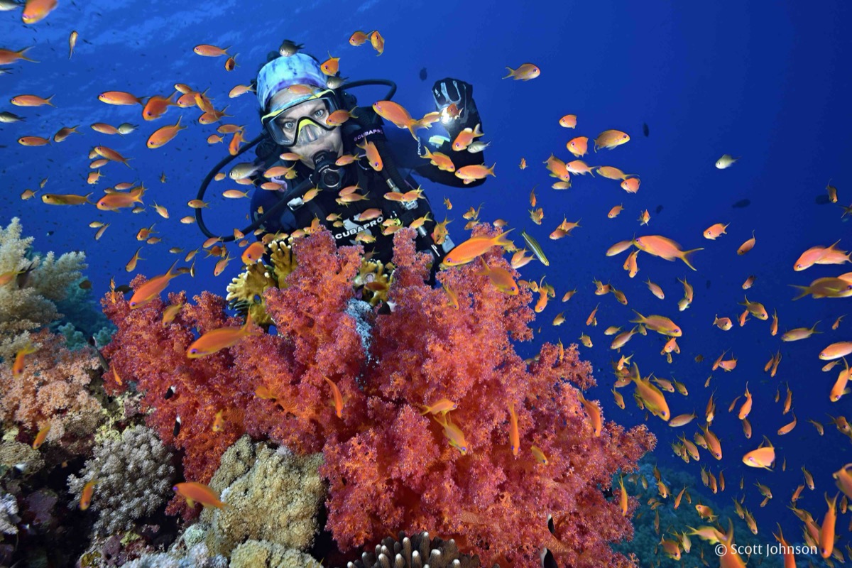 A diver explores a vibrant coral reef in the Red Sea, Egypt