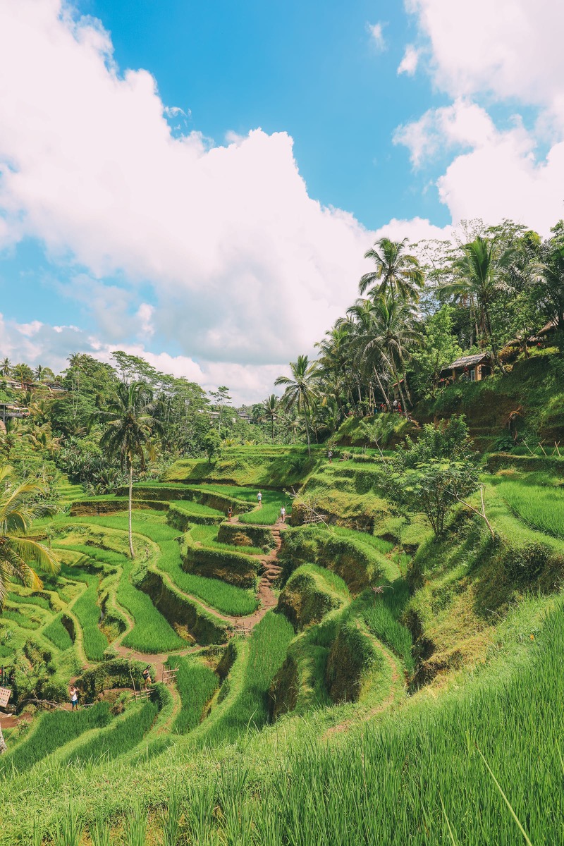 Rice terraces and temple reflections in Bali, Indonesia