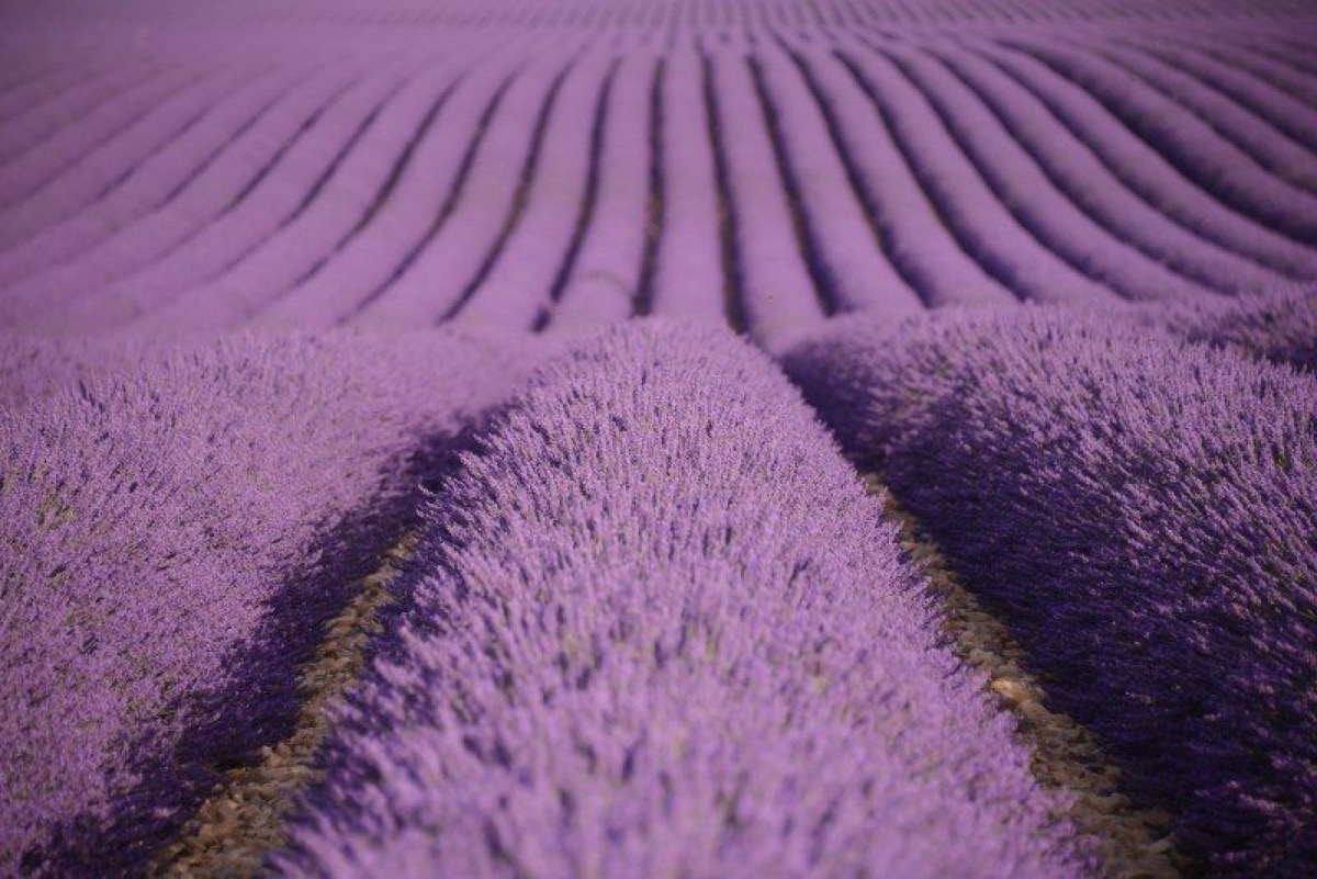 Lavender fields in bloom in Provence, France