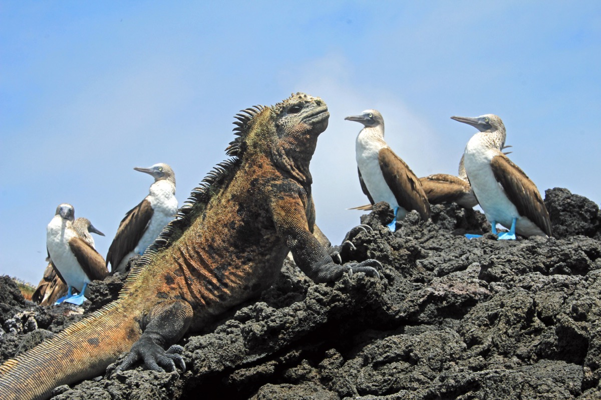 Galápagos Islands wildlife and volcanic landscape, Ecuador