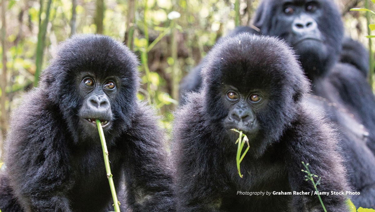 Mountain gorilla in Rwanda's Volcanoes National Park