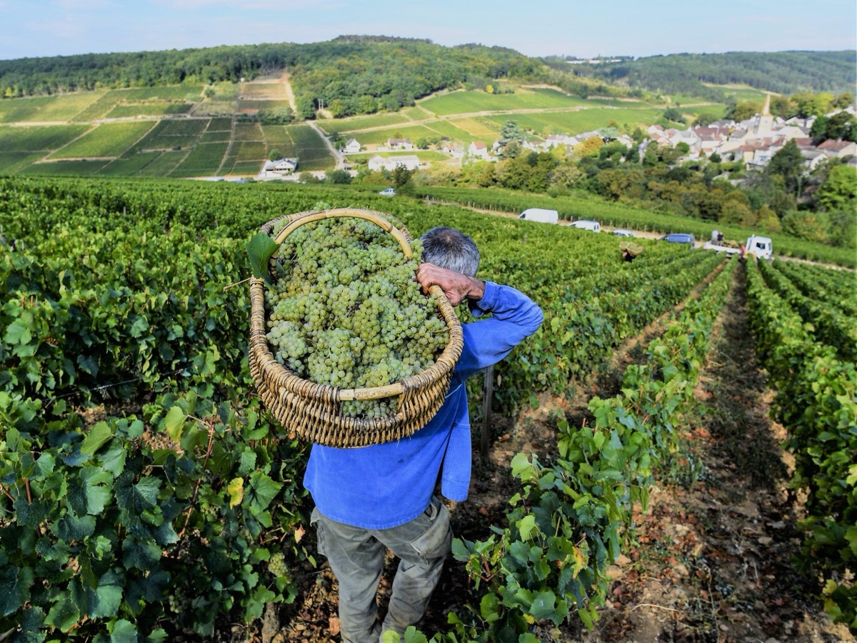 Wine harvest vineyards in Burgundy, France