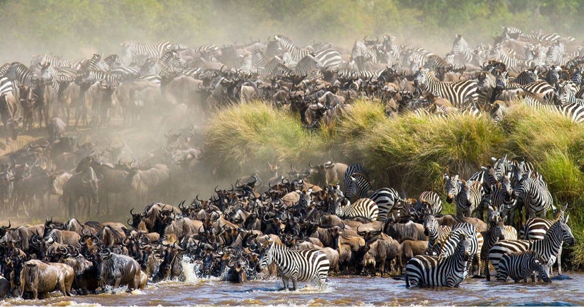 Wildebeest migration in the Masai Mara, Kenya