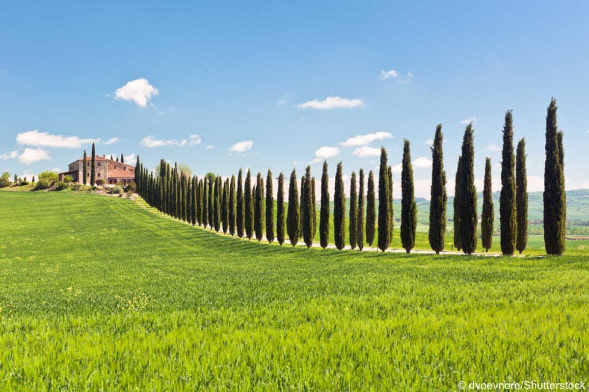 Tuscan rolling hills with cypress trees, Italy
