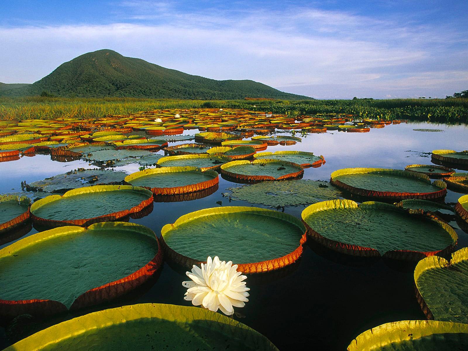 Pantanal travel destination