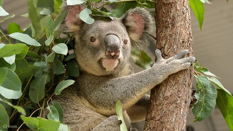 Australia — Nature & Wildlife