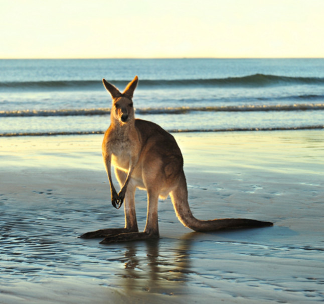 Australia — Nature &amp; Wildlife