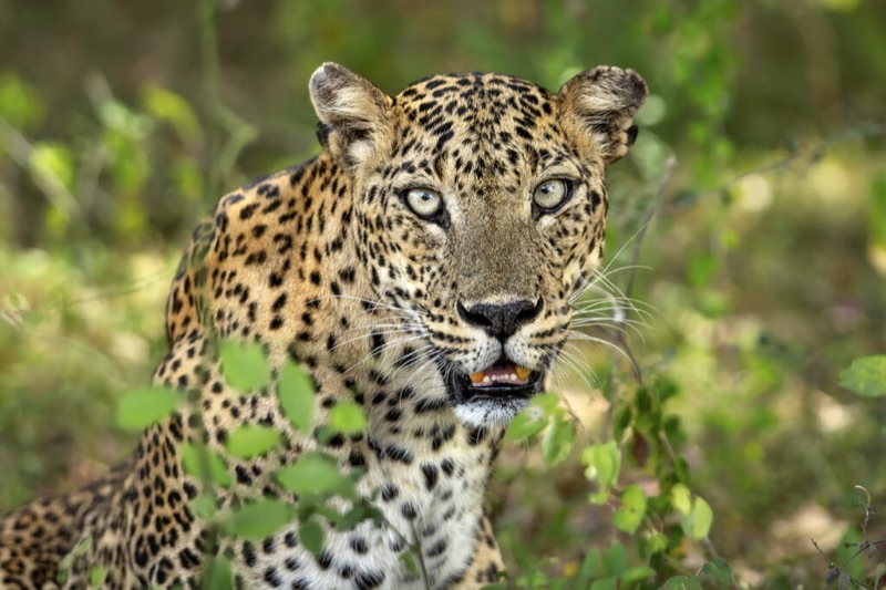 Sri Lanka — Nature &amp; Wildlife