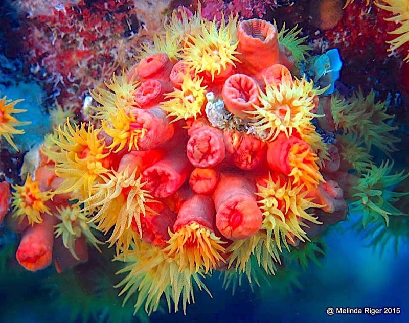 Bahamas — Nature &amp; Wildlife