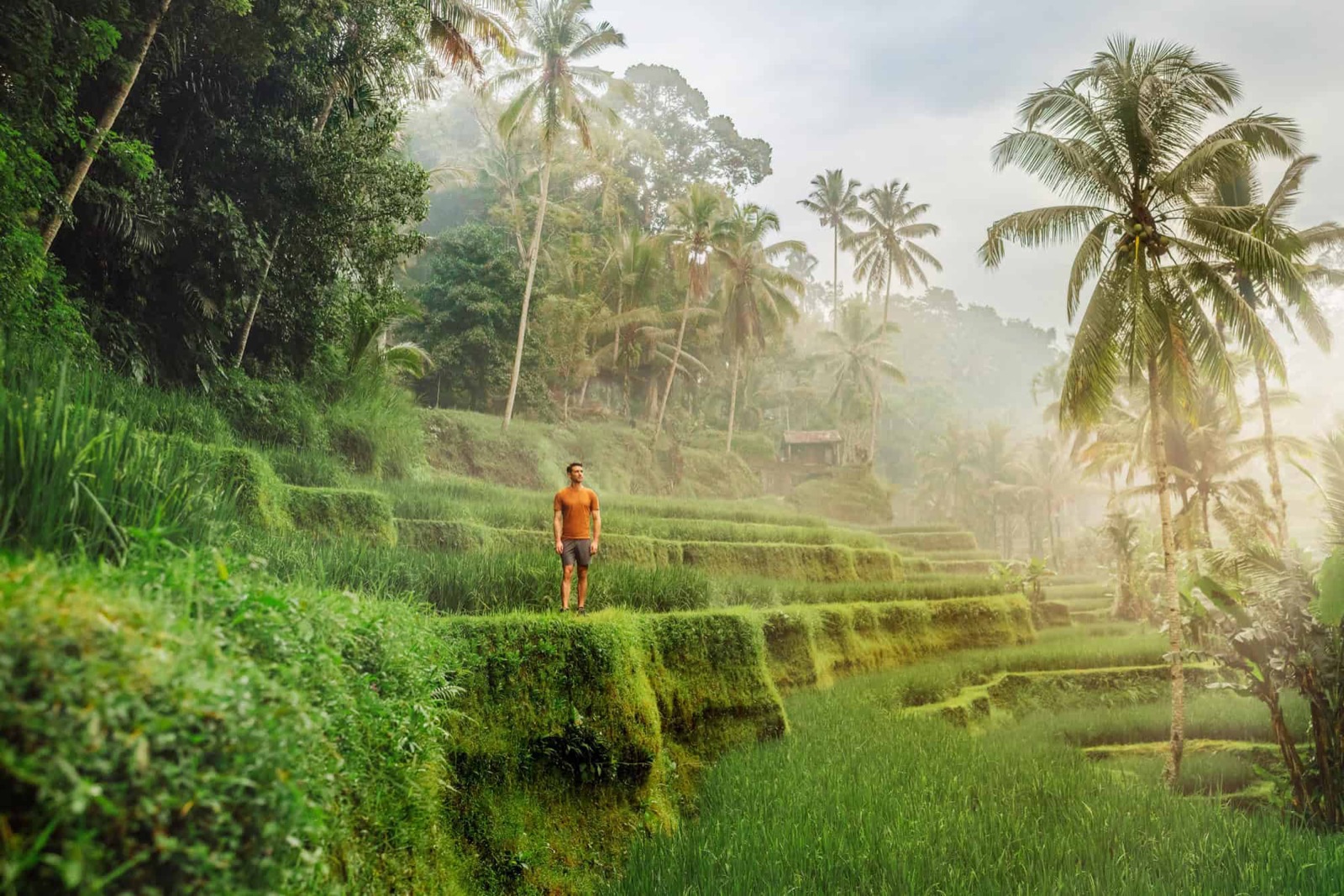 Tegallalang Rice Terraces in Ubud, Bali — lush green terraced paddies carved into the hillside