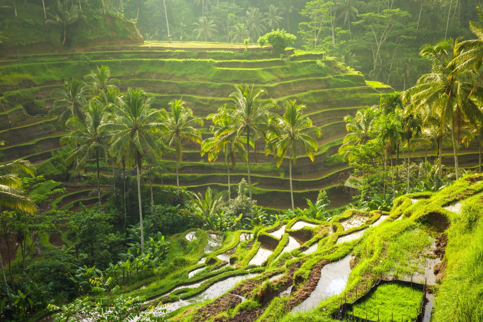 Tegallalang Rice Terraces in Ubud, Bali — iconic terraced green rice fields carved into hillsides