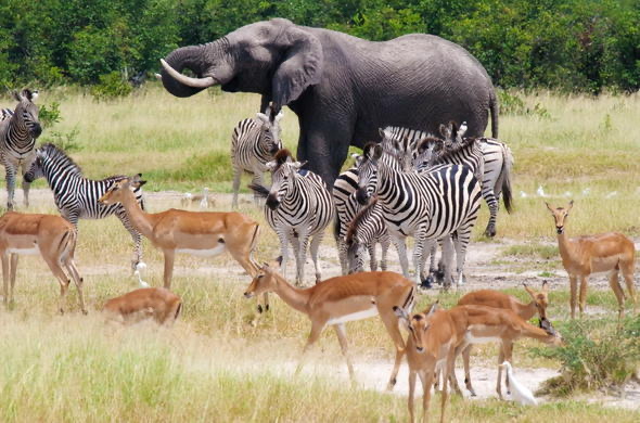 Botswana — Wildlife &amp; Nature