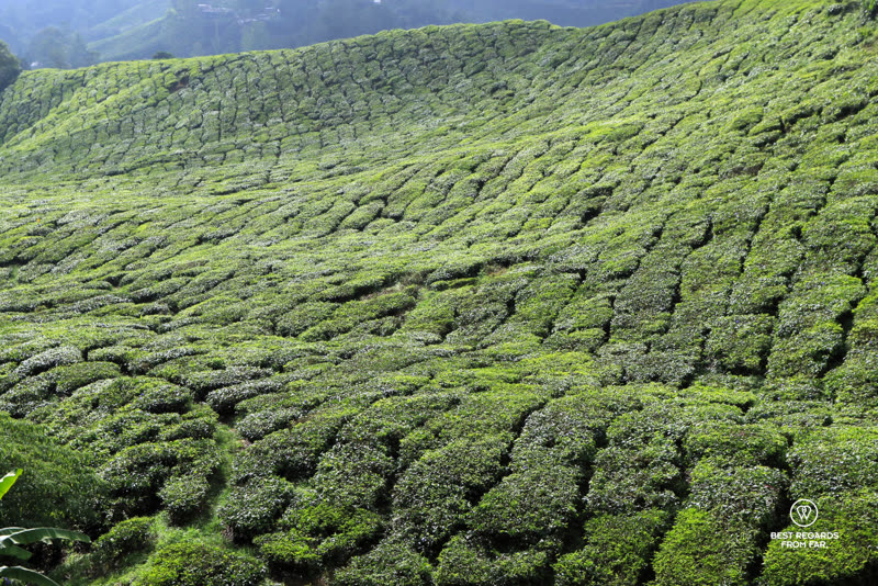 Cameron Highlands landscape — green tea plantation rows with misty mountains in the background