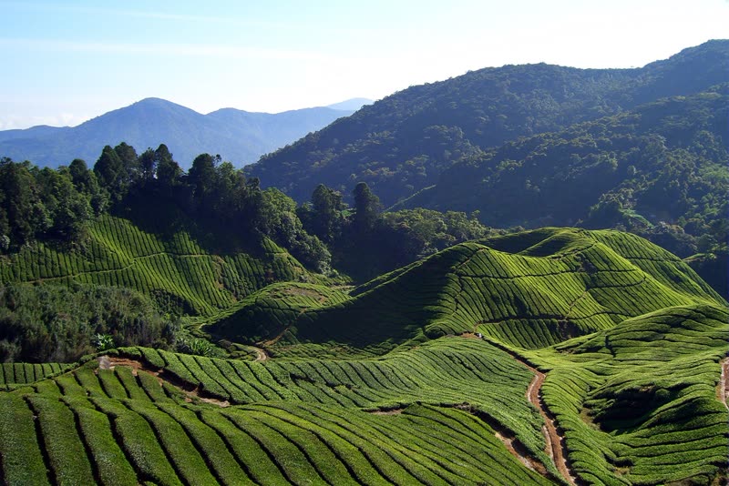 Cameron Highlands tea plantation — lush green rows of BOH tea estate in Malaysia's highland valley