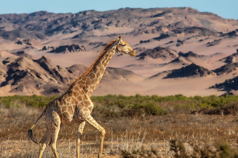Namibia — Nature &amp; Wildlife