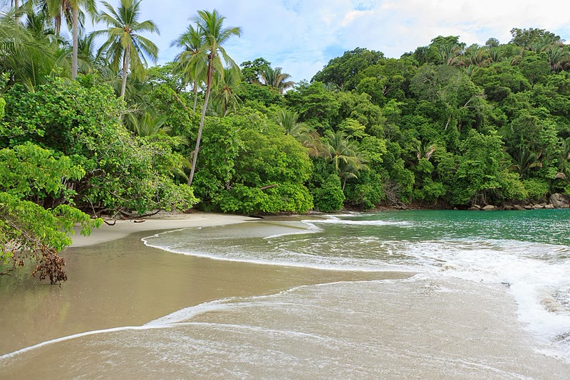 Lush tropical rainforest canopy at Manuel Antonio National Park, Costa Rica