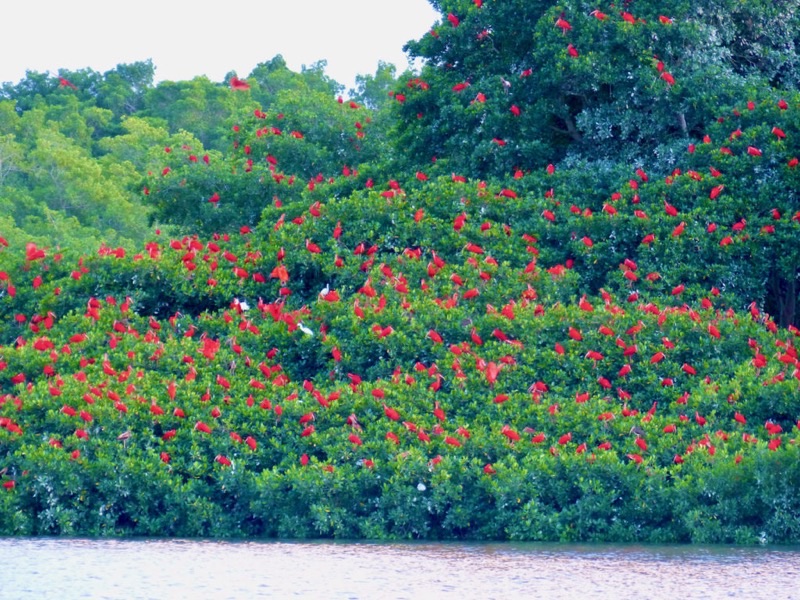 Trinidad And Tobago — Nature &amp; Wildlife