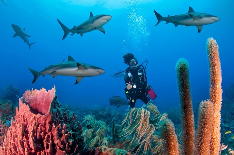 Honduras — ️ Beaches & Diving