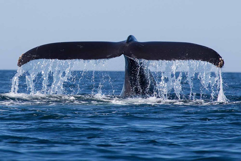 Whale watching boat in Mirissa Sri Lanka waters with tropical coast in background