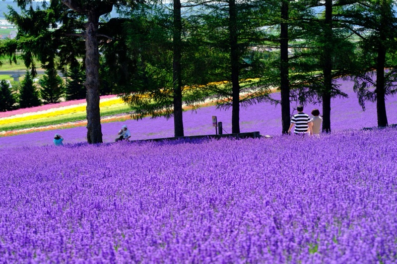 Purple lavender fields stretching across the hillsides of Furano, Hokkaido in summer