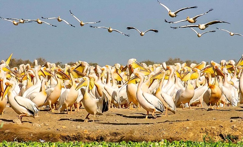 Senegal — Nature &amp; Wildlife