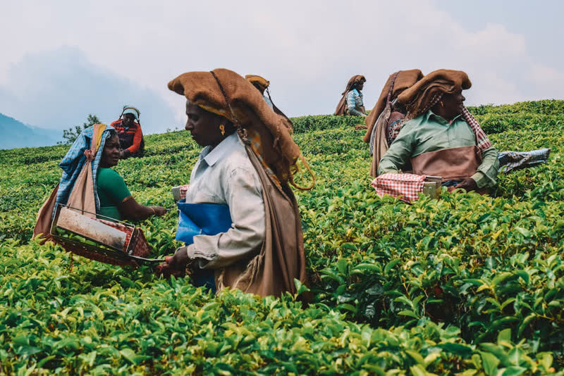 Munnar hillside panorama — Western Ghats tea gardens rolling across green hillsides at sunrise with misty valleys between terraced tea plantation rows and forest patches