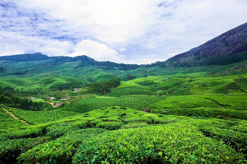 Munnar tea plantations in Kerala — rolling emerald green tea gardens covering the Western Ghats hillsides at altitude, with mist hanging in the valleys between rows of tea bushes