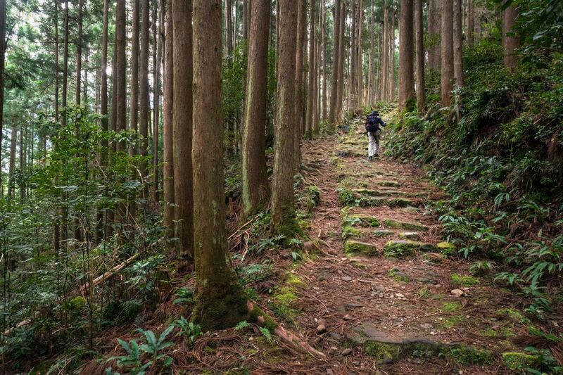 The ancient stone-paved Kumano Kodo pilgrimage trail winding through cedar forest in Wakayama Prefecture