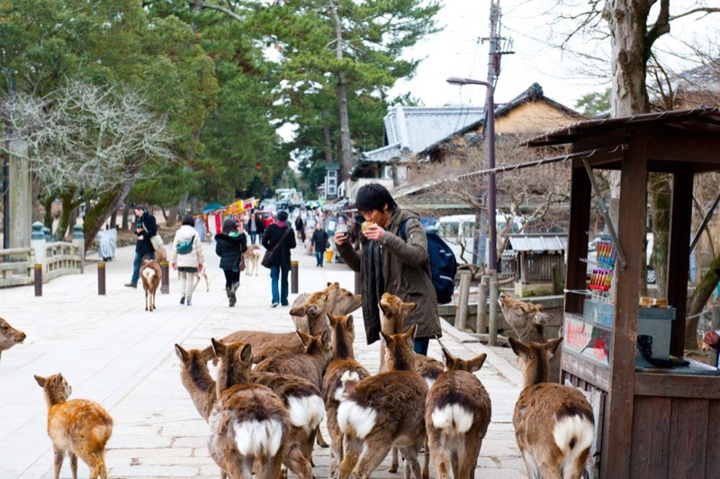 Wild deer roaming freely in Nara Park near Todaiji Temple, Japan