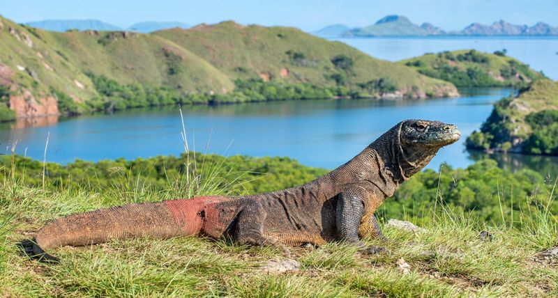 Komodo National Park, Flores — Komodo dragons and dramatic landscapes