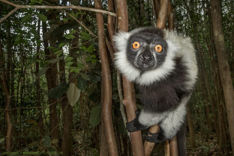Madagascar — Nature &amp; Wildlife