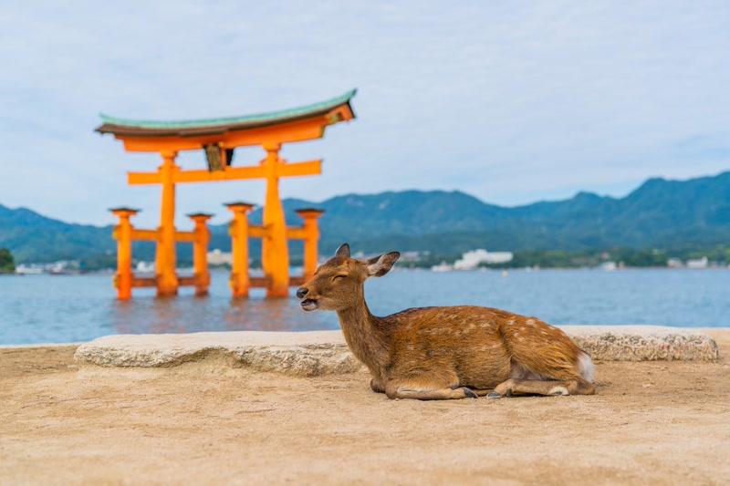 Deer roaming freely near Itsukushima Shrine on Miyajima island