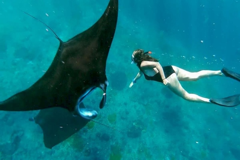 Manta ray snorkeling at Manta Bay, Nusa Penida — an unforgettable marine encounter