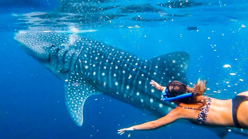 Snorkeling with a whale shark near Oslob, Cebu — massive spotted shark and a diver underwater