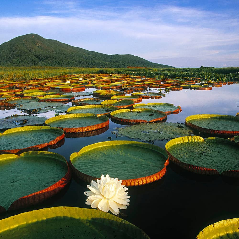 Pantanal travel destination
