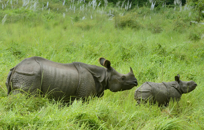 Greater one-horned rhinoceros in Chitwan National Park Nepal in natural jungle habitat