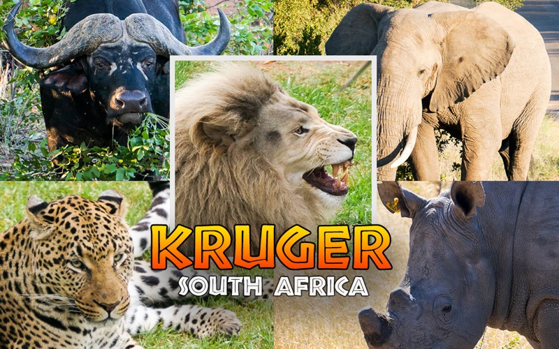 Lions and zebras at Kruger National Park, South Africa — classic Big Five self-drive safari experience