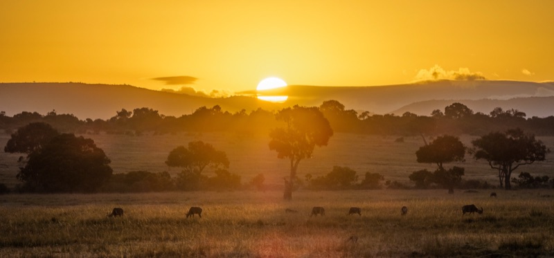 Masai Mara at sunset in Kenya — vast golden savanna landscape with acacia trees silhouetted against the evening sky