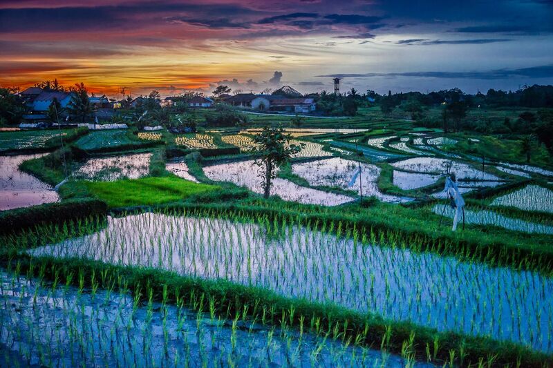 Bali Ubud rice terraces at golden hour — lush green paddies with palm trees